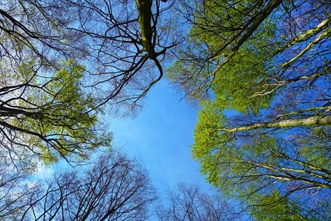 looking up at tops of tall skinny trees with green foliage at top against a blue sky