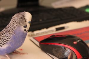 A blue parakeet is standing next to a black and red computer mouse near a black keyboard.