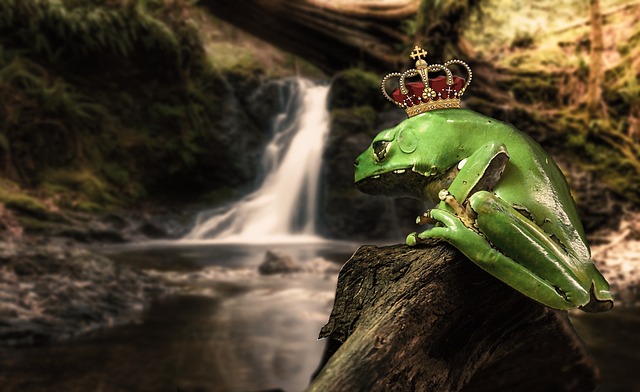 A green treefrog wearing a red crown sits on a rock by a waterfall.