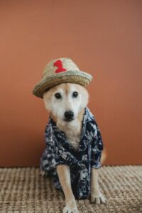 Golden Retriever wearing navy and white Hawaiian shirt and a straw hat with a red number 1 on the front.