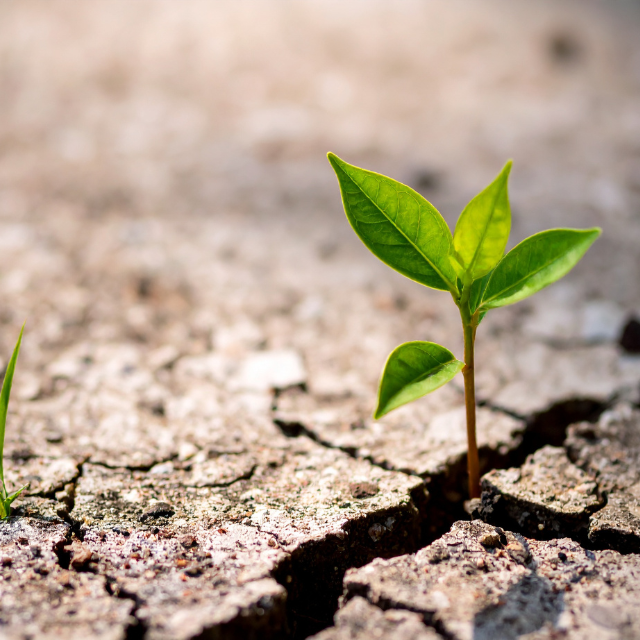 Young green seedling growing through cracked, dry soil.