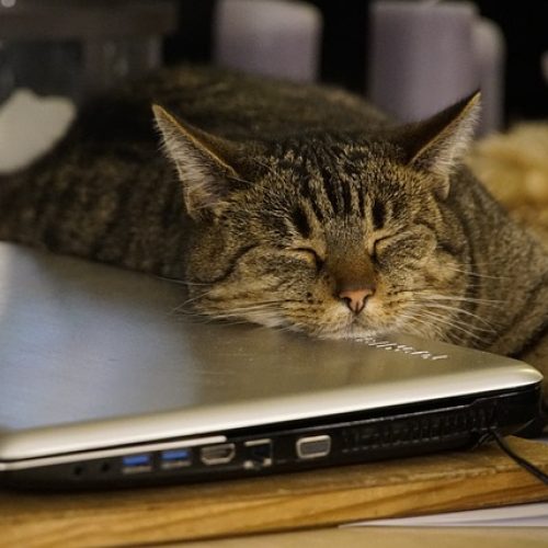 Working from Home with Pets